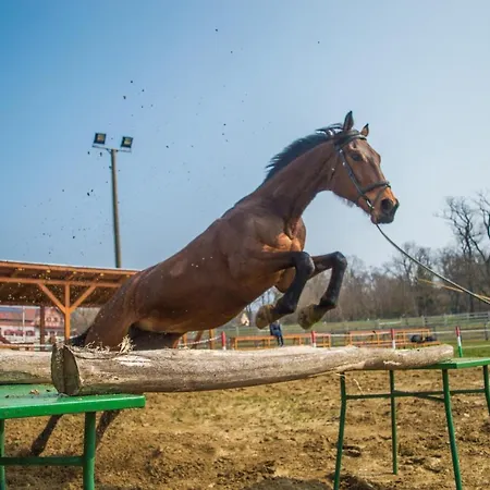 Gasztro Elmenybirtok - Balatonlelle-radpuszta
