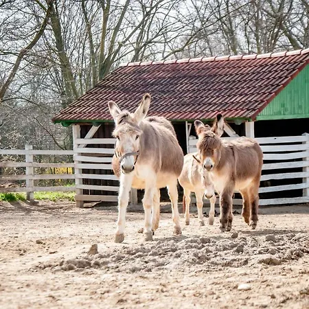 Gasztro Elmenybirtok - Balatonlelle-radpuszta Gæstehus